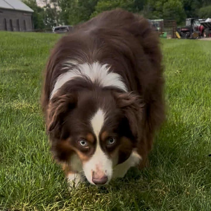 Scout (AWAITING TRANSFER)