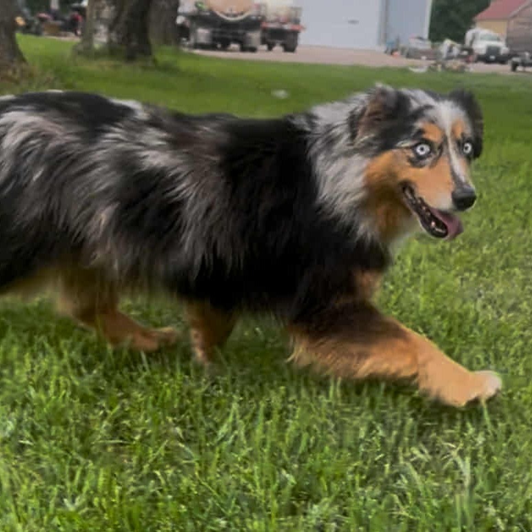 Sadie2 (AWAITING TRANSFER)