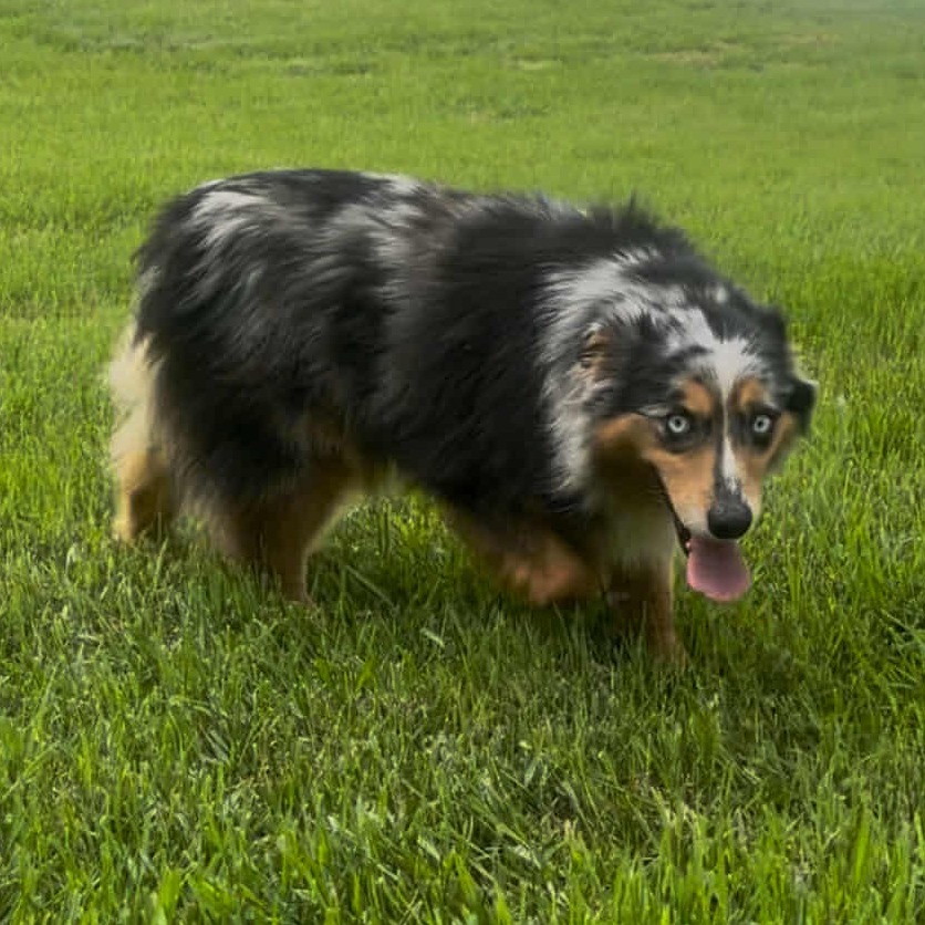 Sadie2 (AWAITING TRANSFER)