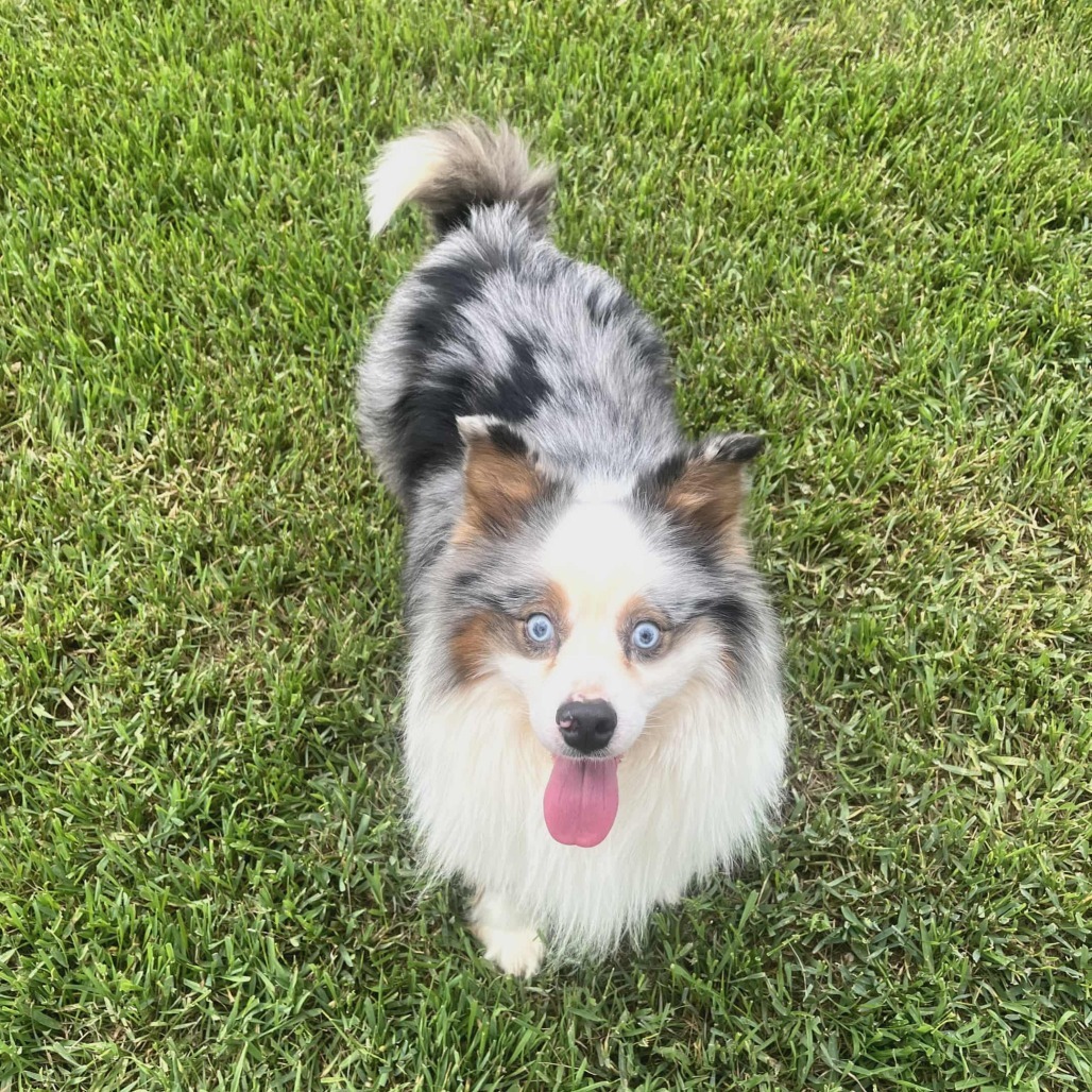 Charlie (AWAITING TRANSFER)