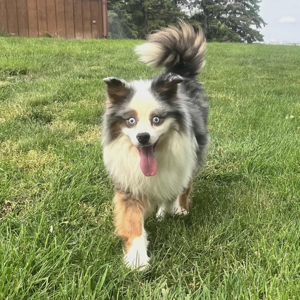 Charlie (AWAITING TRANSFER)