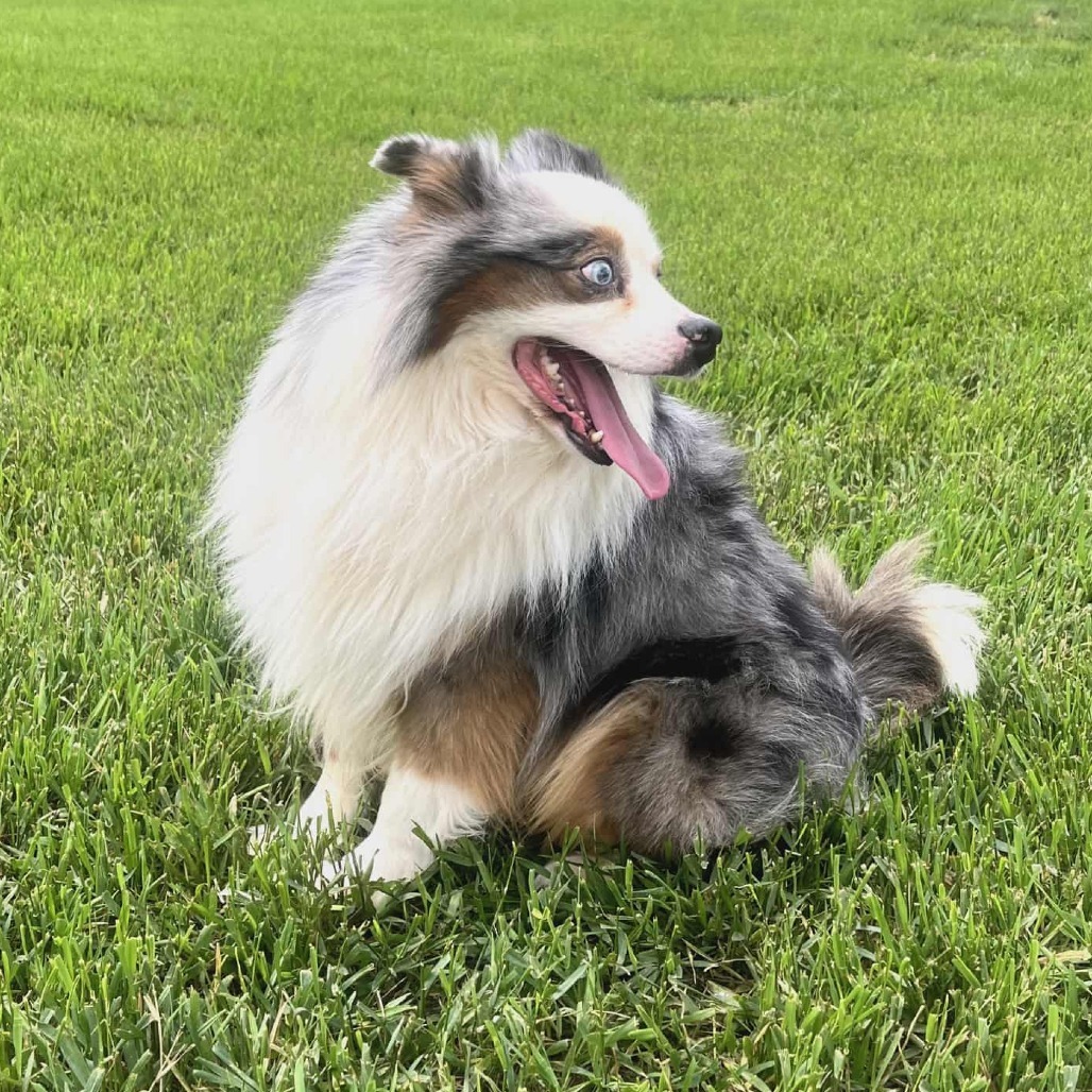 Charlie (AWAITING TRANSFER)