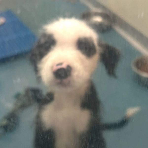 Pistol Pete thumbnail 2