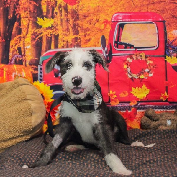 Pistol Pete thumbnail 3