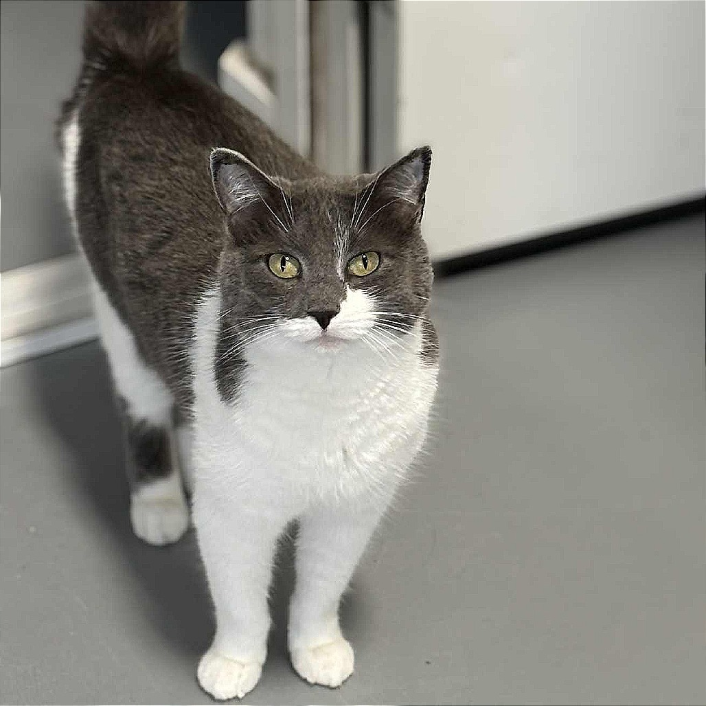 Esther, an adoptable Domestic Short Hair in Sheridan, WY, 82801 | Photo Image 1
