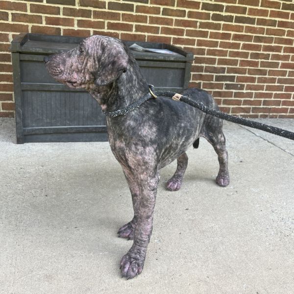 Renesmee thumbnail 2