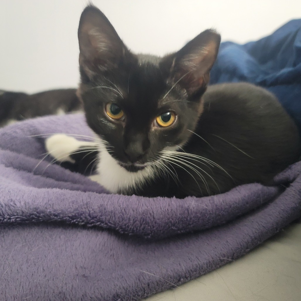 Coffee Bean (Bonded with milk)