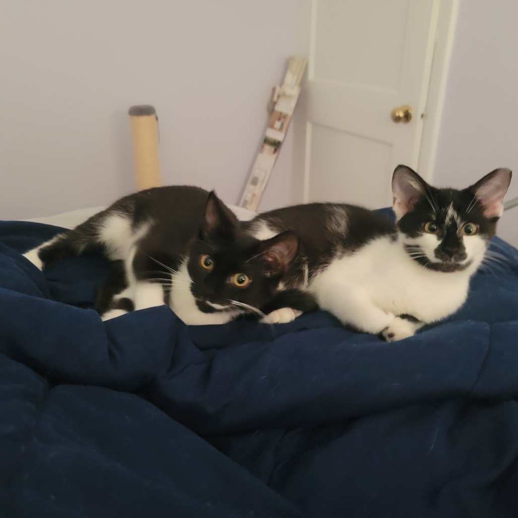 Coffee Bean (Bonded with milk)