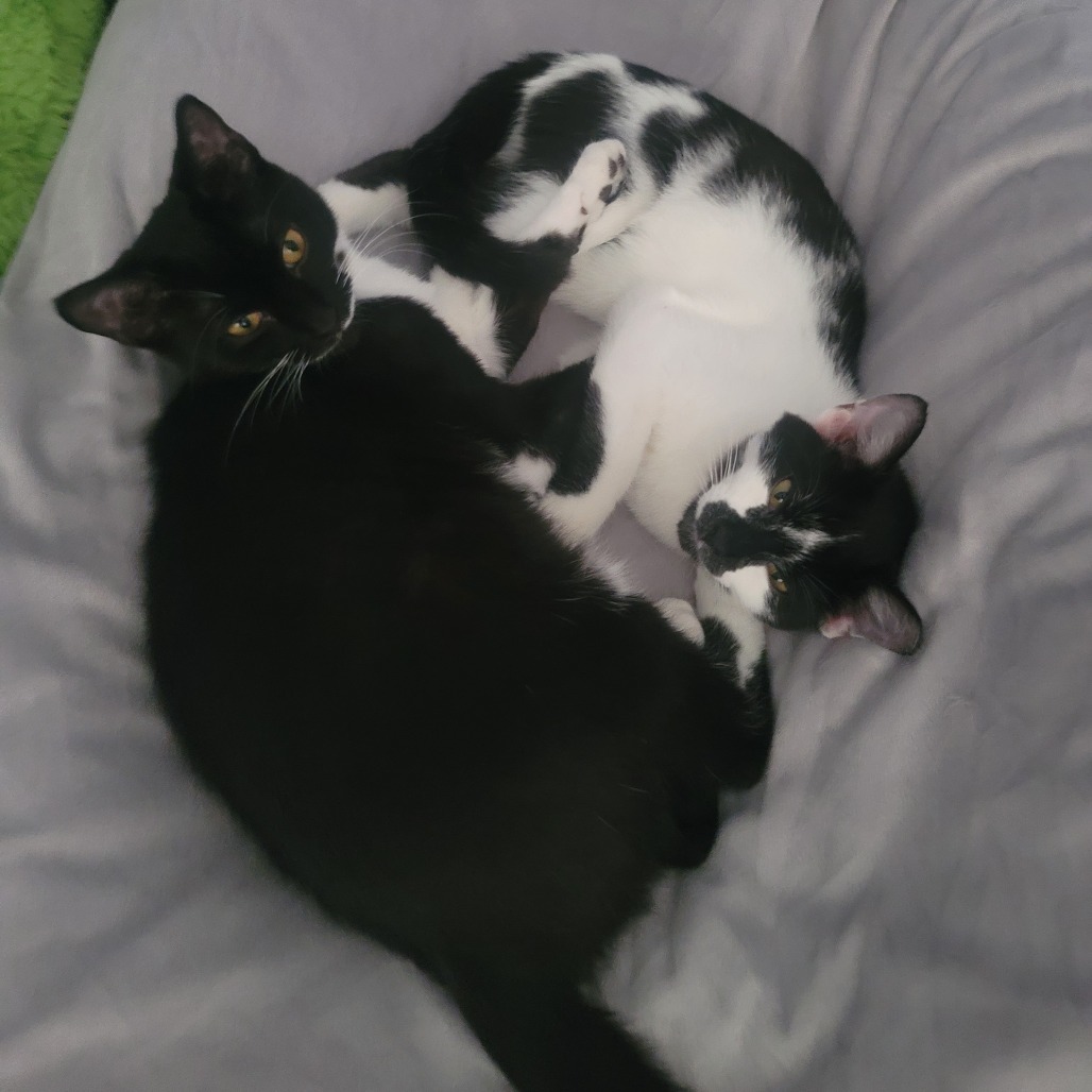 Milk (bonded to coffee bean)