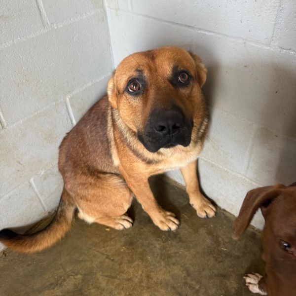 Bocephus thumbnail 2