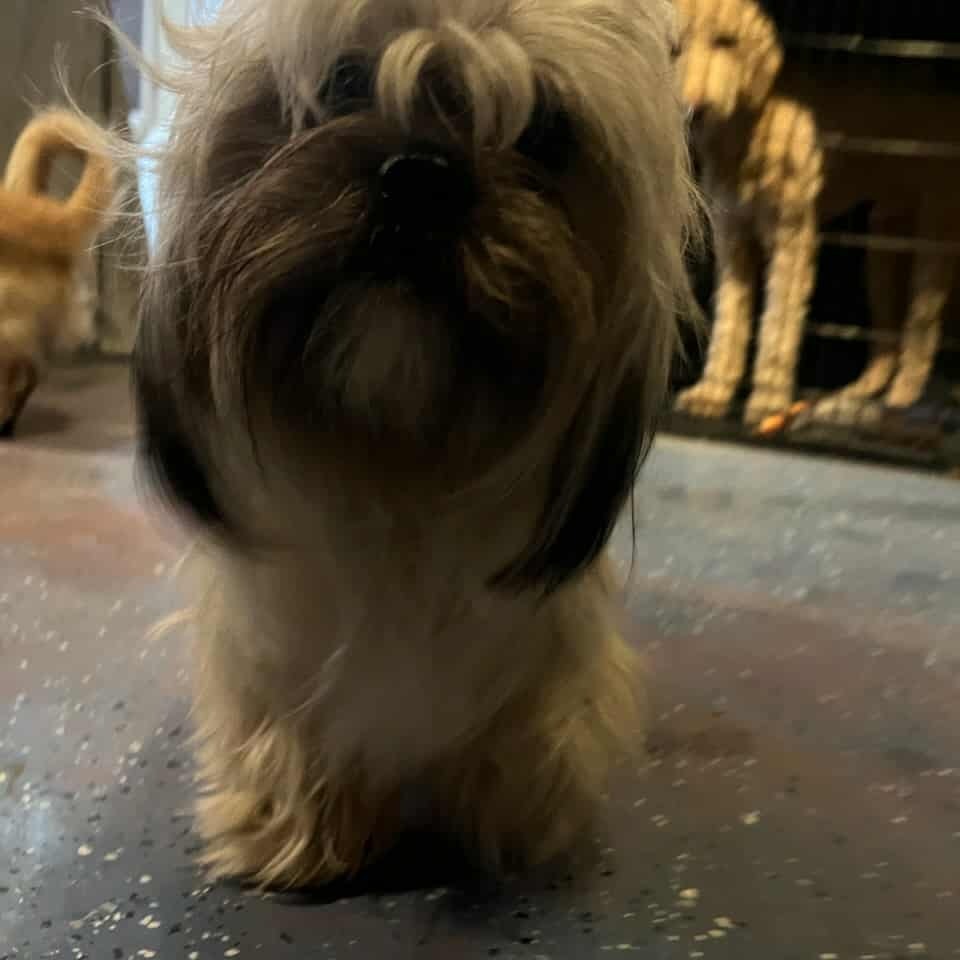 Gremlin, an adoptable Pekingese, Lhasa Apso in Smithfield, NC, 27577 | Photo Image 1