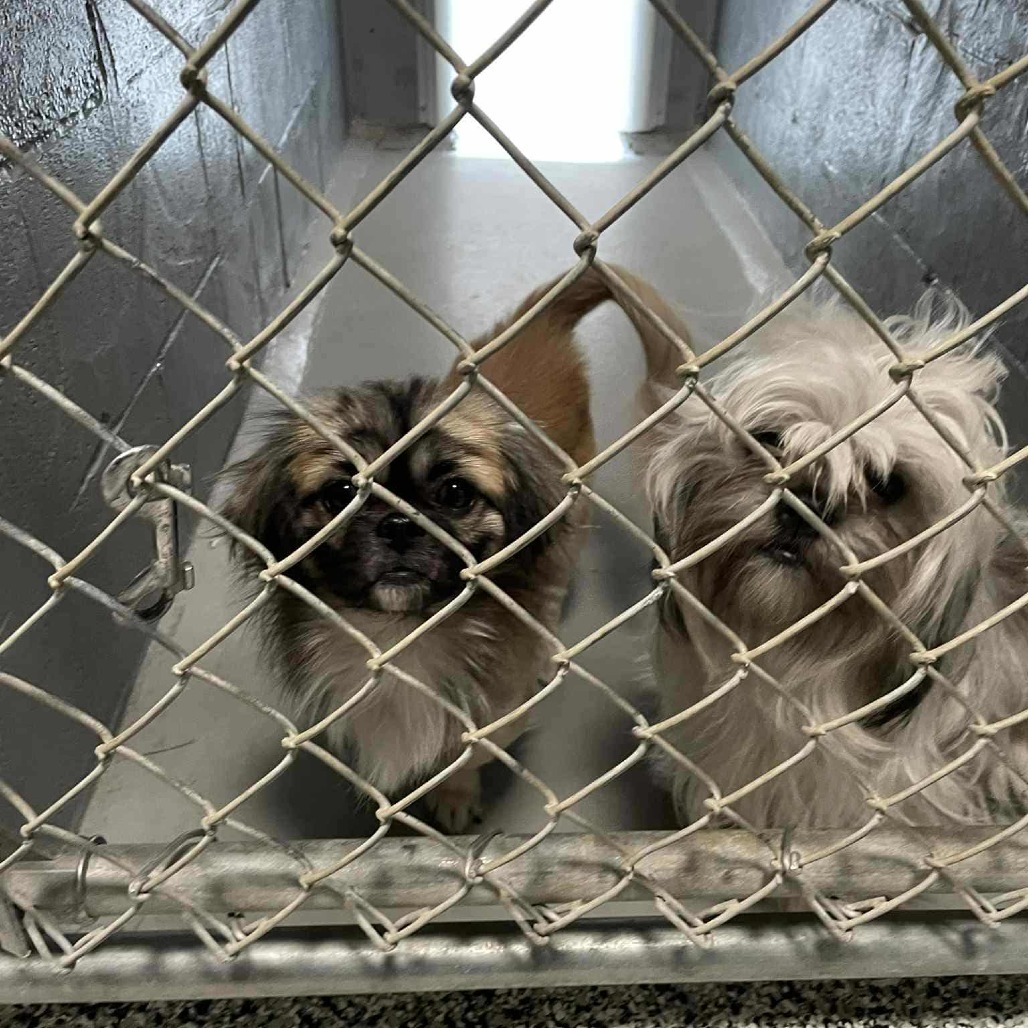 Gremlin, an adoptable Pekingese, Lhasa Apso in Smithfield, NC, 27577 | Photo Image 2