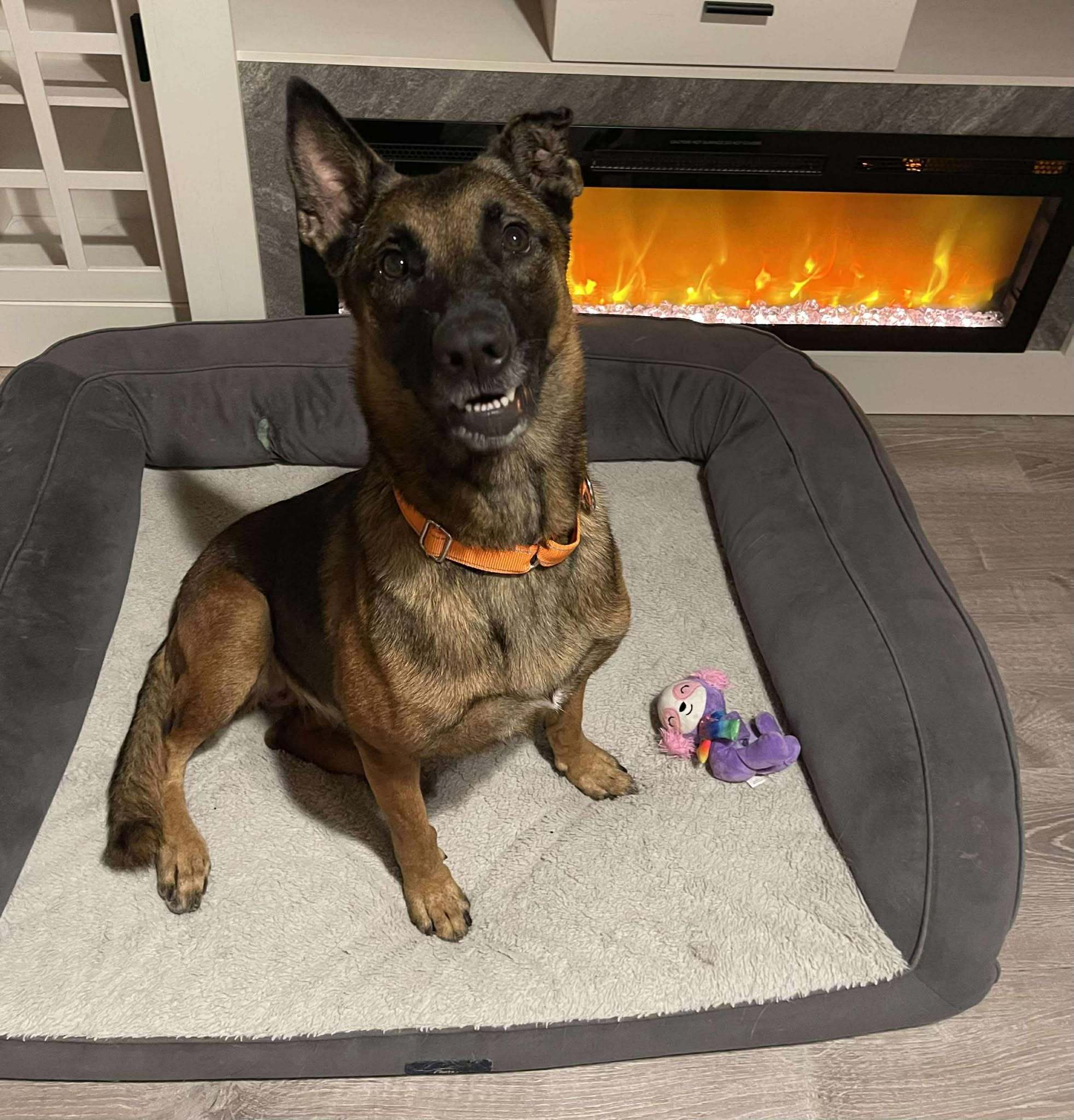 Tara, an adoptable Belgian Shepherd / Malinois in Marathon, FL, 33050 | Photo Image 1