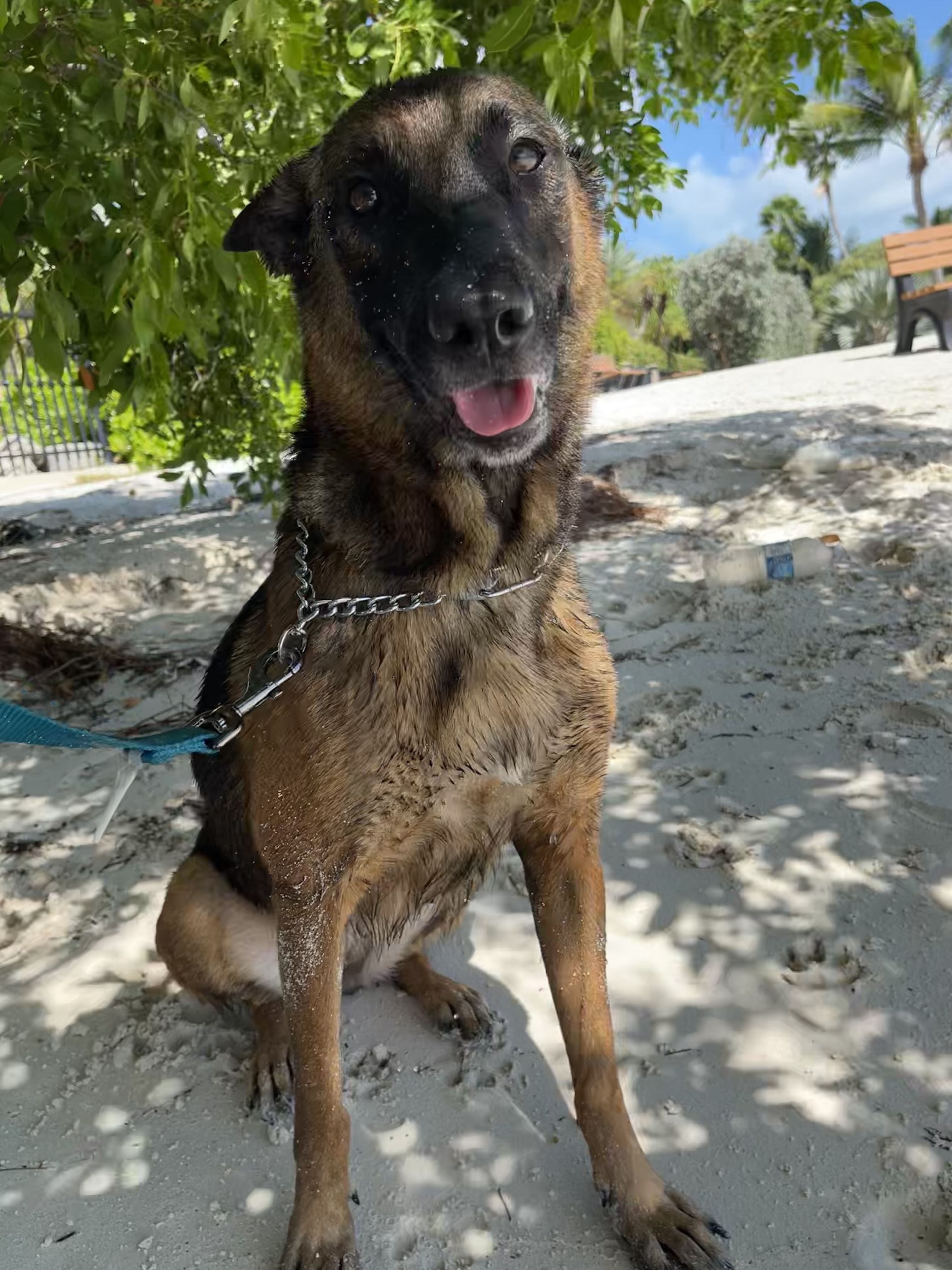 Tara, an adoptable Belgian Shepherd / Malinois in Marathon, FL, 33050 | Photo Image 2