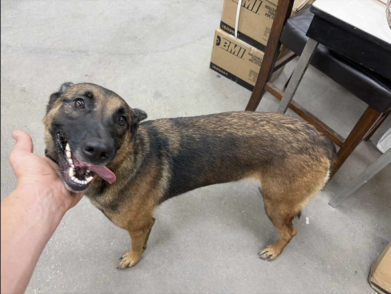 Tara, an adoptable Belgian Shepherd / Malinois in Marathon, FL, 33050 | Photo Image 3