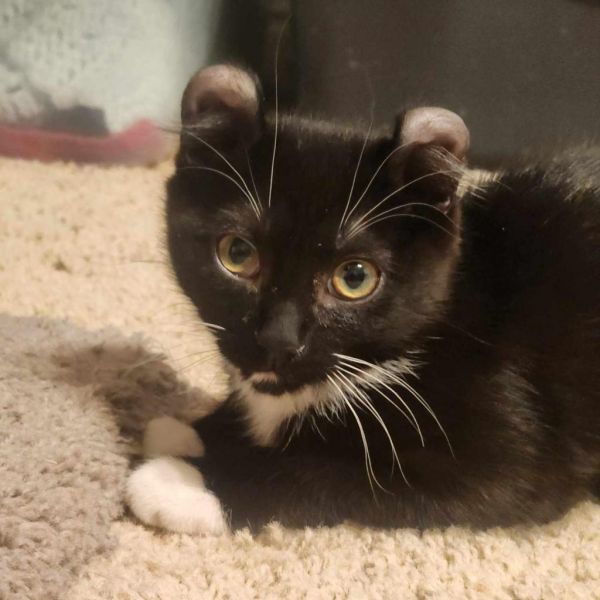 Pepperoni Casper photo 1