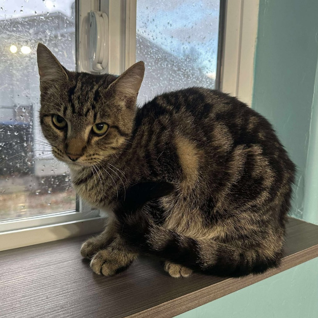 Little Brother Valdez