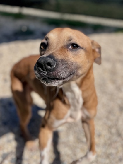 Spinny, an adoptable Black Mouth Cur, Chinook in New Orleans, LA, 70114 | Photo Image 1