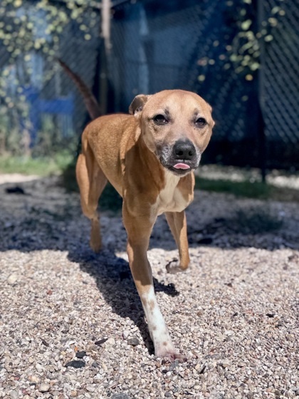 Spinny, an adoptable Black Mouth Cur, Chinook in New Orleans, LA, 70114 | Photo Image 2
