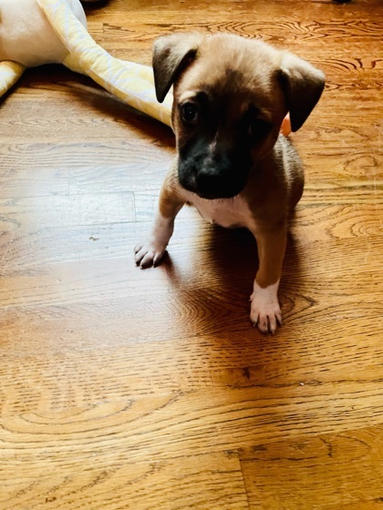 Spinny, an adoptable Black Mouth Cur, Chinook in New Orleans, LA, 70114 | Photo Image 3