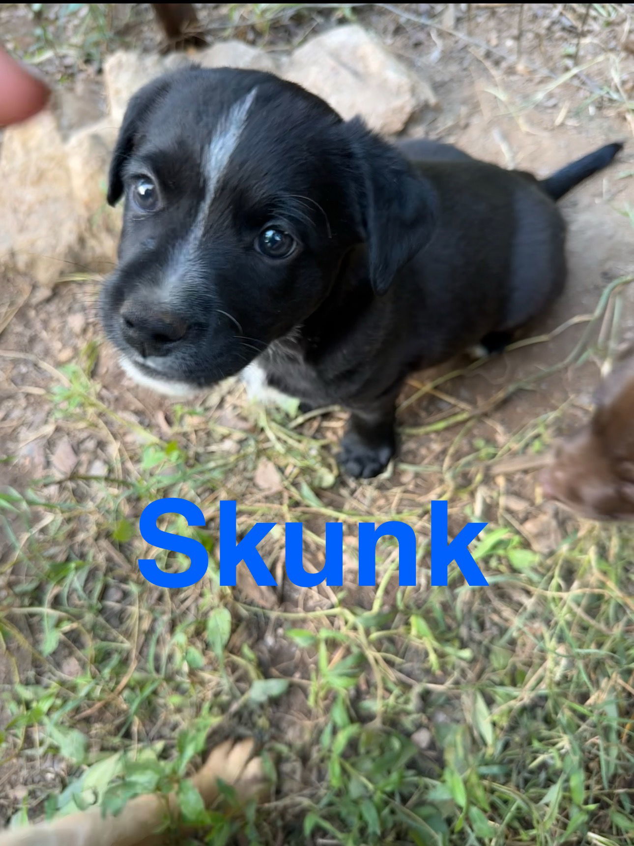 Skunk