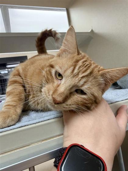 Cheddar, an adoptable Domestic Short Hair in Hutchinson, KS, 67504 | Photo Image 1
