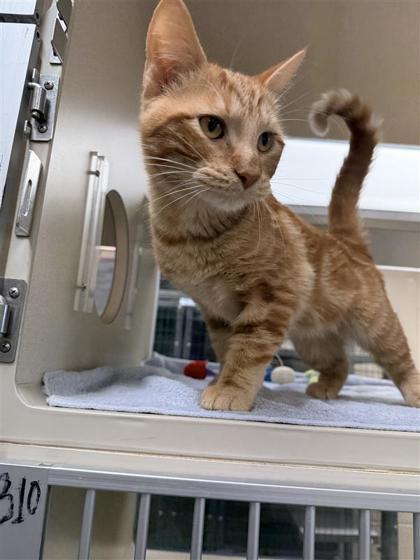 Cheddar, an adoptable Domestic Short Hair in Hutchinson, KS, 67504 | Photo Image 2