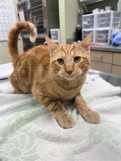 Cheddar, an adoptable Domestic Short Hair in Hutchinson, KS, 67504 | Photo Image 3