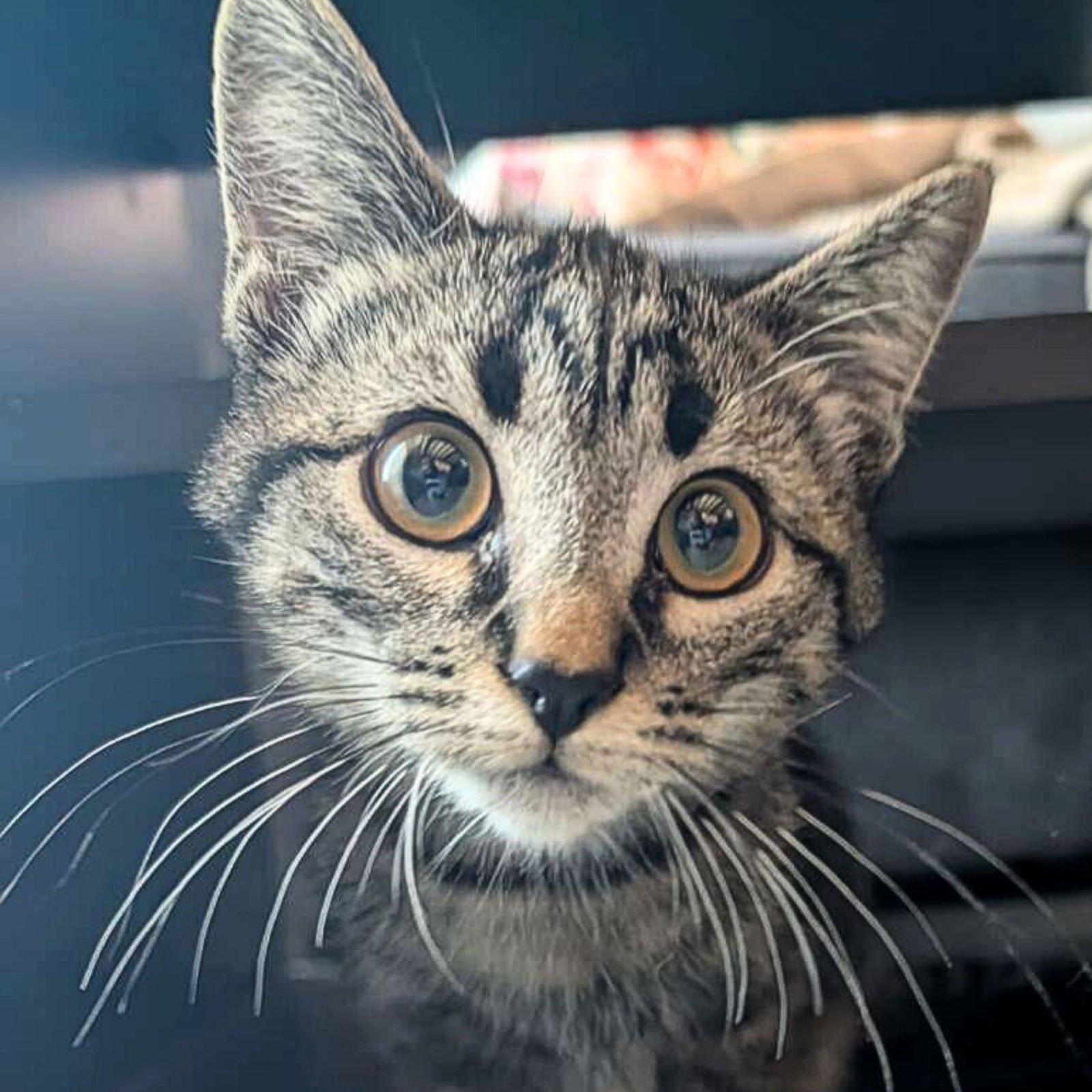 Hopper, an adoptable Domestic Short Hair in Laramie, WY, 82073 | Photo Image 1
