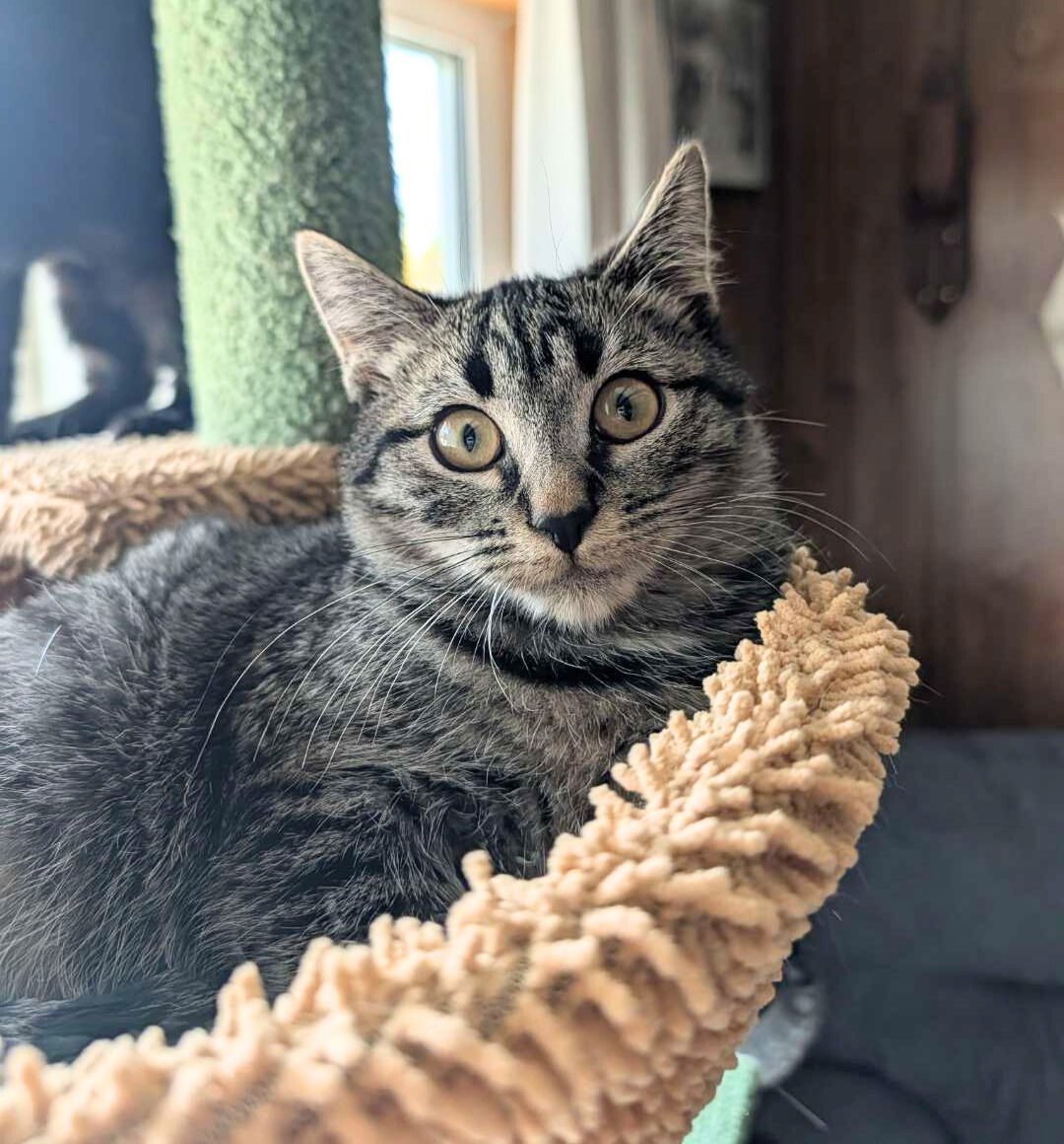 Hopper, an adoptable Domestic Short Hair in Laramie, WY, 82073 | Photo Image 2