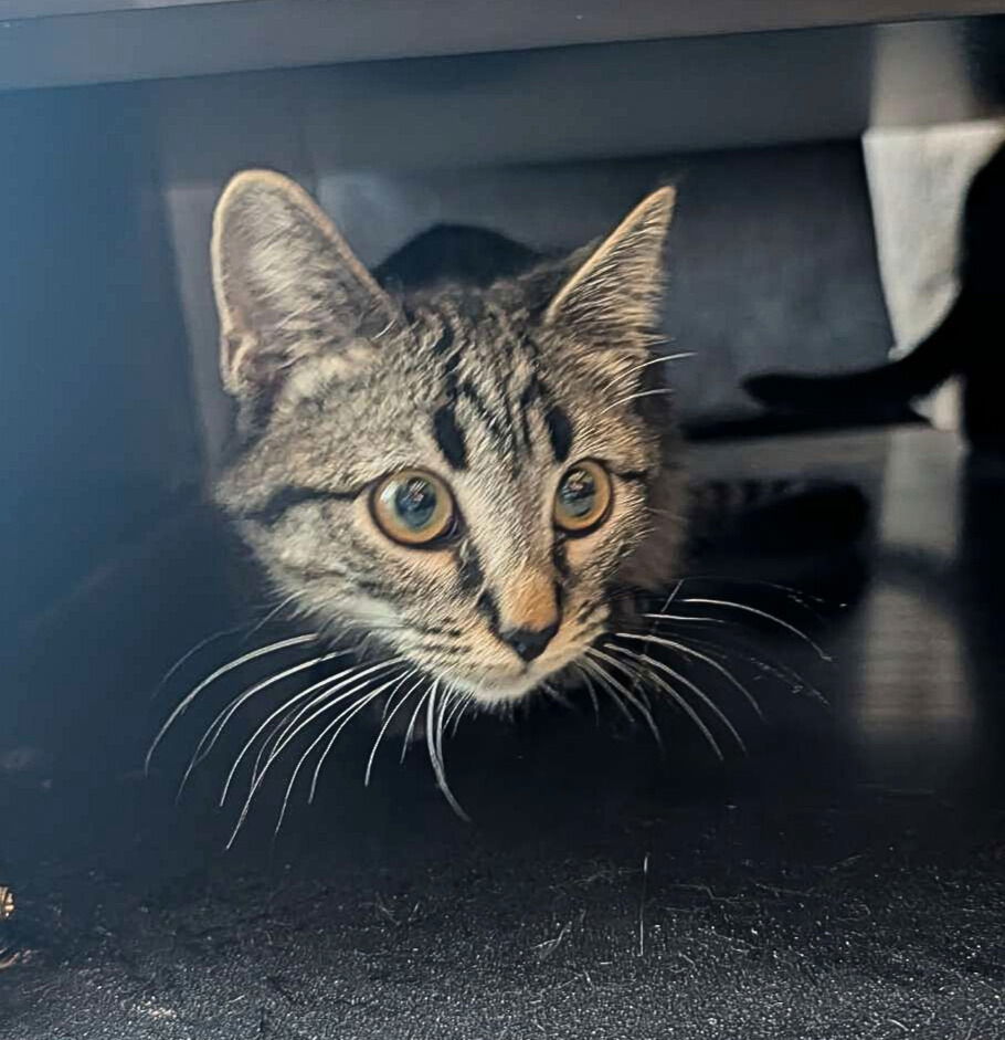 Hopper, an adoptable Domestic Short Hair in Laramie, WY, 82073 | Photo Image 3