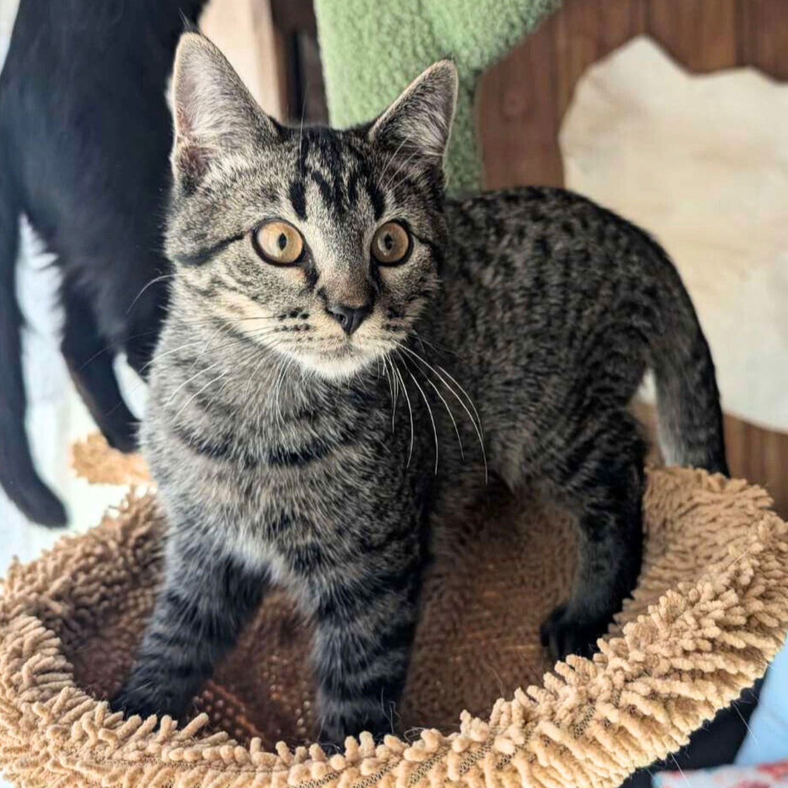 Madame Mim, an adoptable Domestic Short Hair in Laramie, WY, 82073 | Photo Image 1