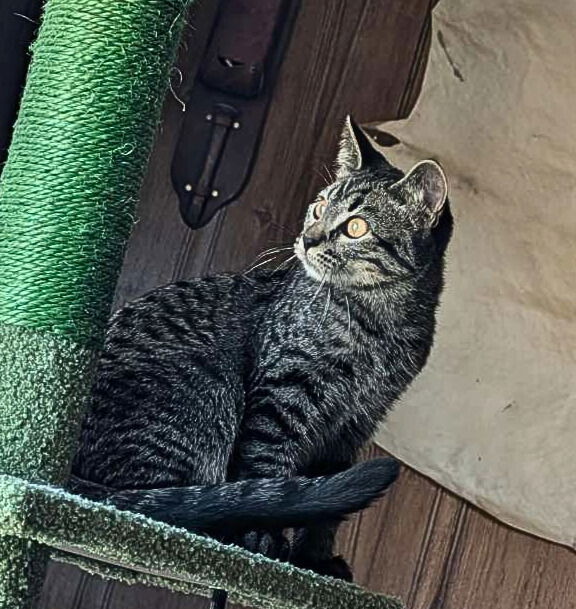 Madame Mim, an adoptable Domestic Short Hair in Laramie, WY, 82073 | Photo Image 2