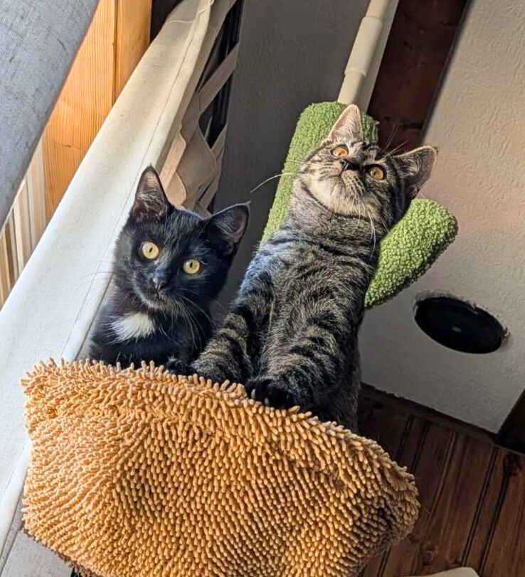 Madame Mim, an adoptable Domestic Short Hair in Laramie, WY, 82073 | Photo Image 3