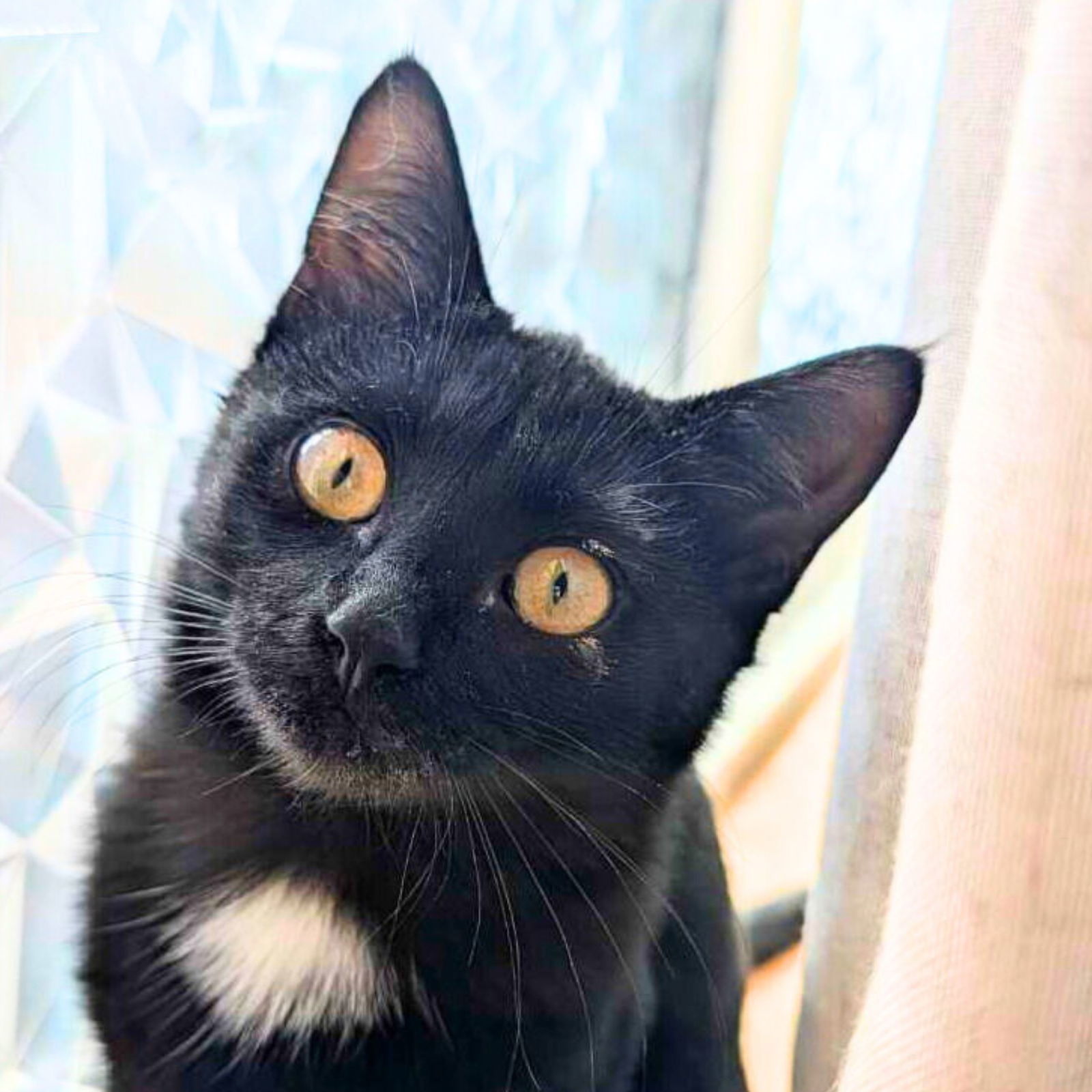 Maleficent, an adoptable Domestic Short Hair in Laramie, WY, 82073 | Photo Image 1