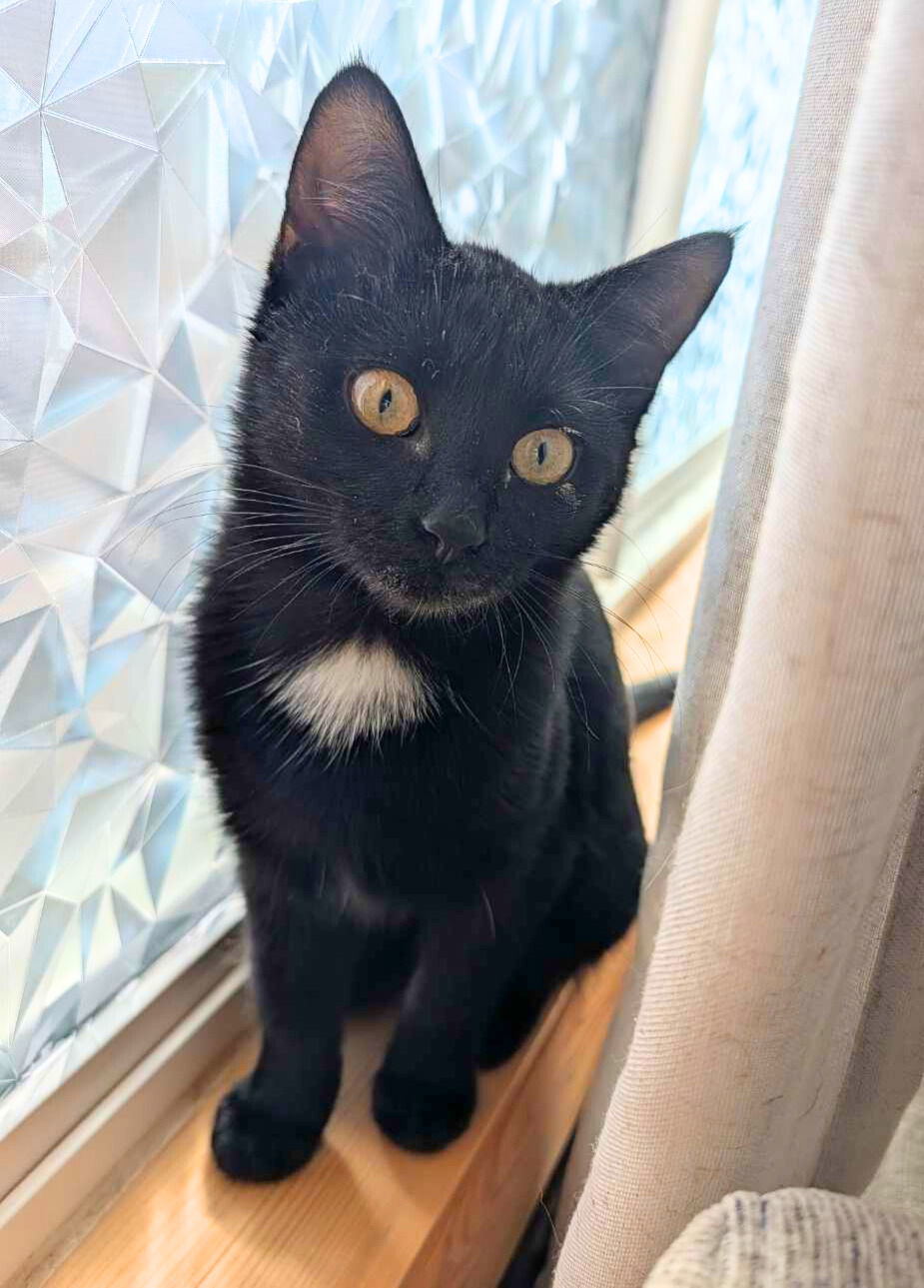 Maleficent, an adoptable Domestic Short Hair in Laramie, WY, 82073 | Photo Image 2