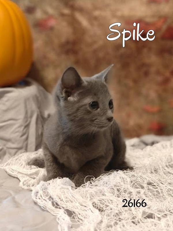 Spike