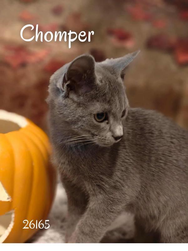 Chomper