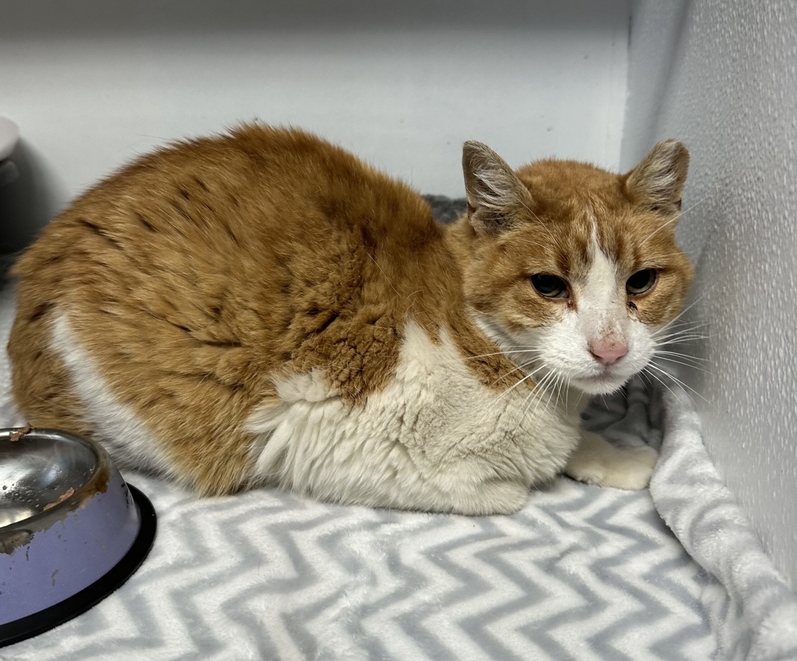 Butter, an adoptable Manx, Domestic Short Hair in Dillon, MT, 59725 | Photo Image 1