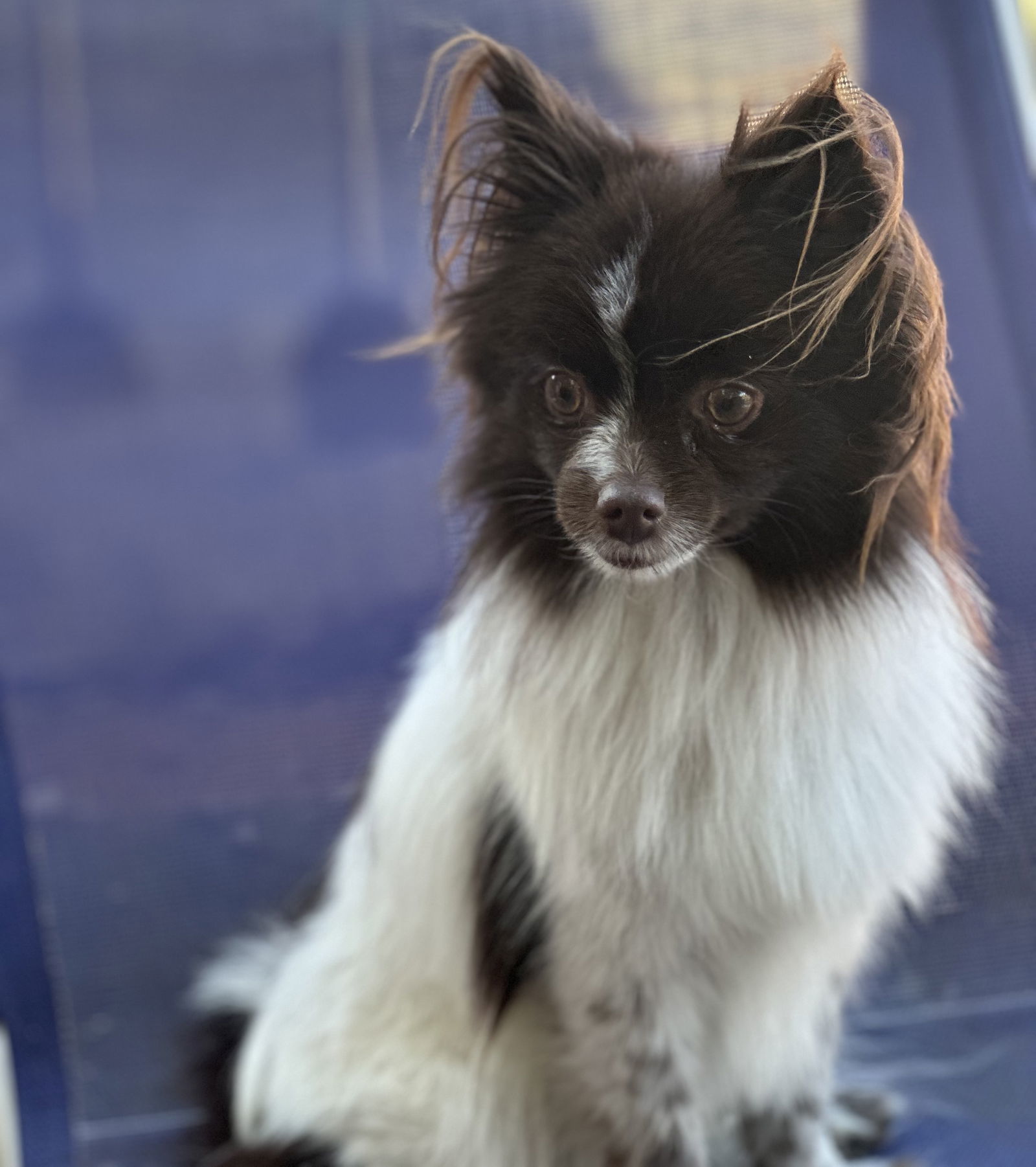 London, an adoptable Pomeranian, Papillon in Garland, TX, 75040 | Photo Image 2