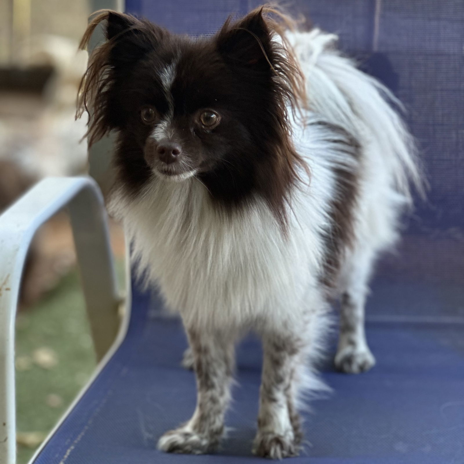 London, an adoptable Pomeranian, Papillon in Garland, TX, 75040 | Photo Image 3