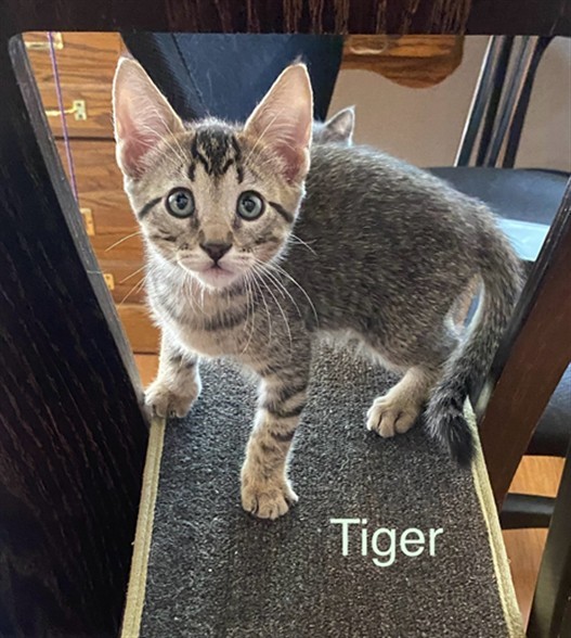 TIGER