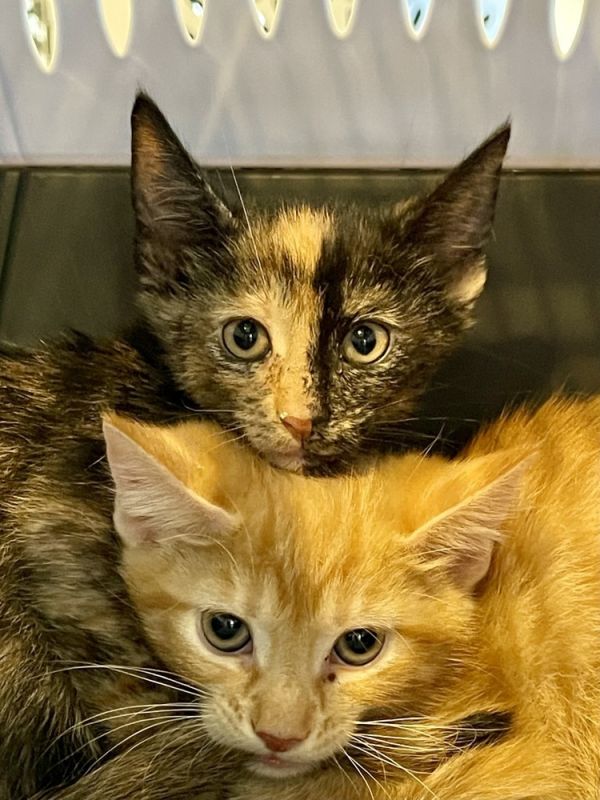 Vivian Bonded Pair With photo 1