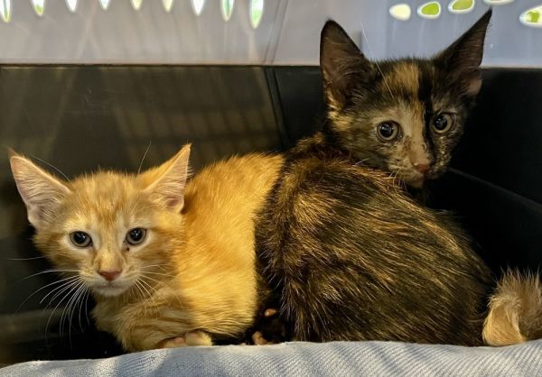 Vivian Bonded Pair With thumbnail 2