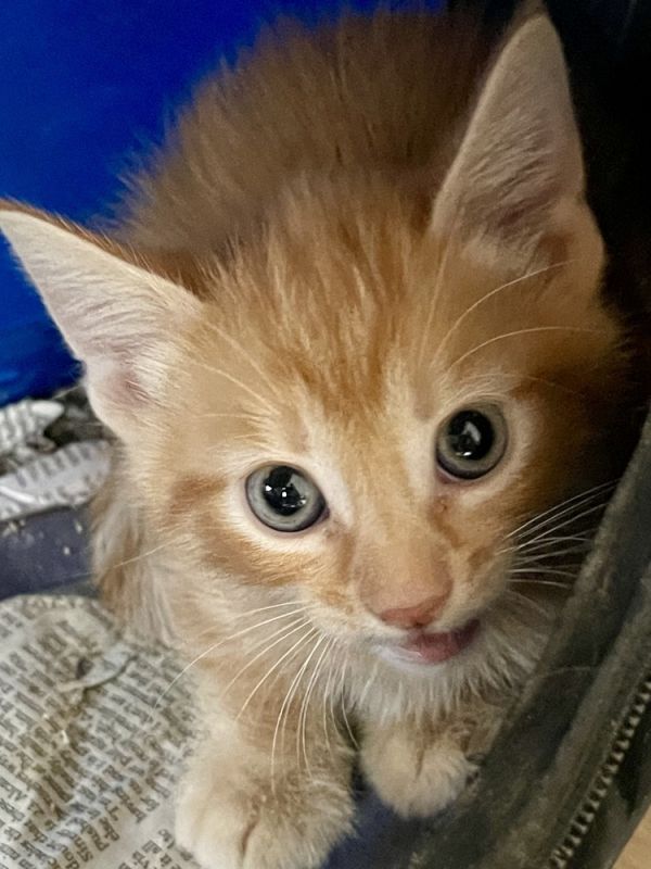 Vivian Bonded Pair With thumbnail 3