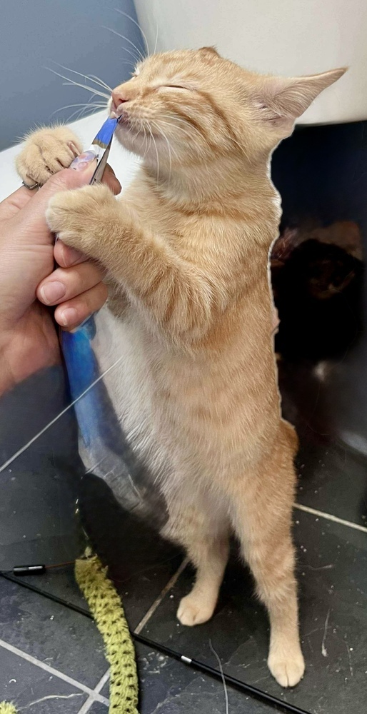 Fred Bonded Pair With photo 1