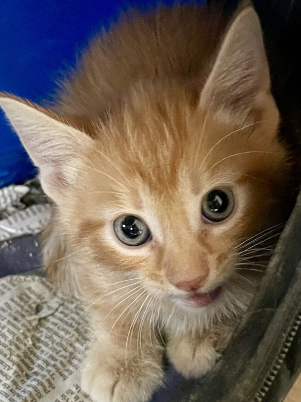 Fred Bonded Pair With thumbnail 2