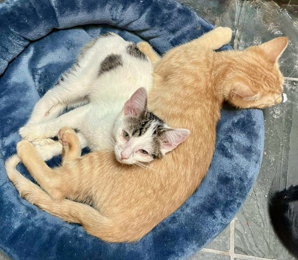 Fred Bonded Pair With thumbnail 3