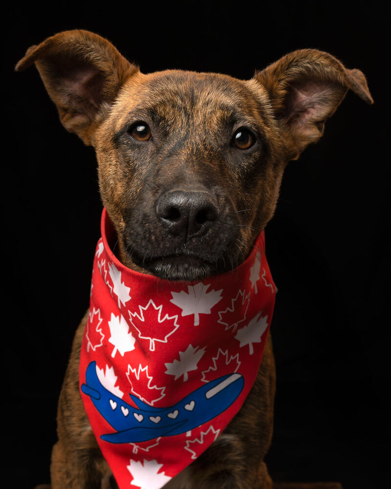 IRIS, an adoptable Plott Hound in Langley, BC, V2Y 3K1 | Photo Image 1