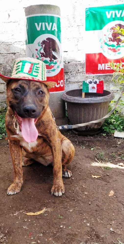 IRIS, an adoptable Plott Hound in Langley, BC, V2Y 3K1 | Photo Image 2